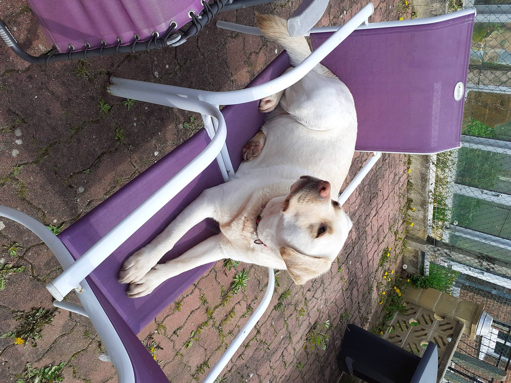 Pippa a rejoint le concours — aidez-le/la à gagner de superbes lots ! carnivore, companion_dog, dog, dog_breed, fawn, grass, non_sporting_group, pet_supply, plant, sporting_group, tail, vehicle_door, working_animal