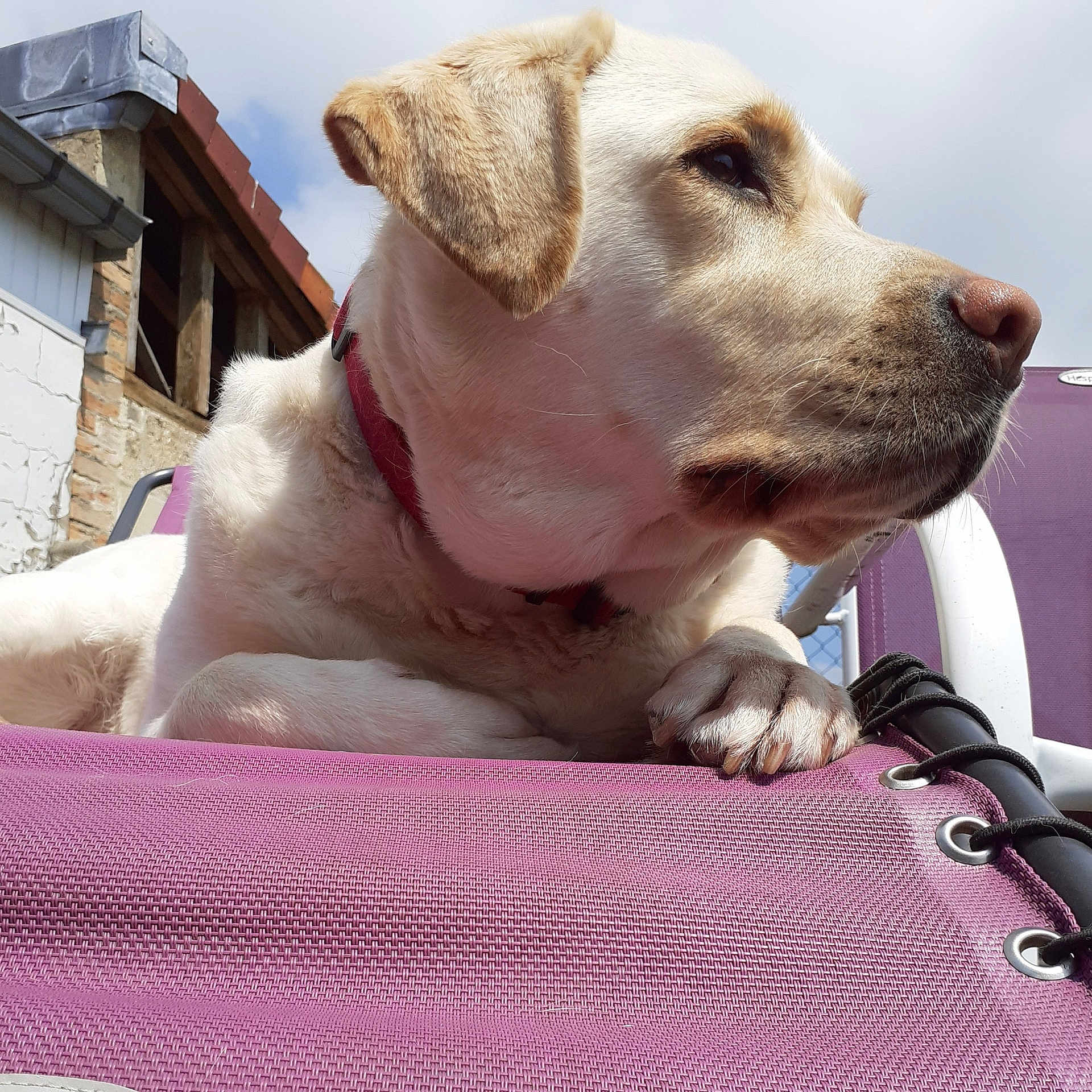 Pippa