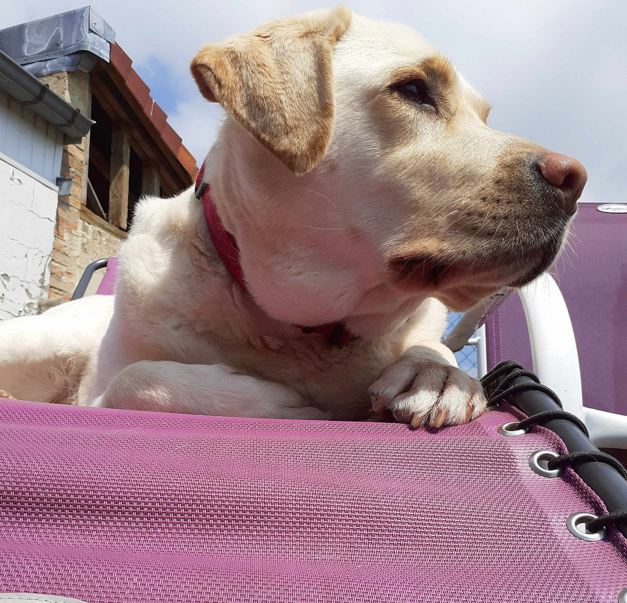 Pippa
