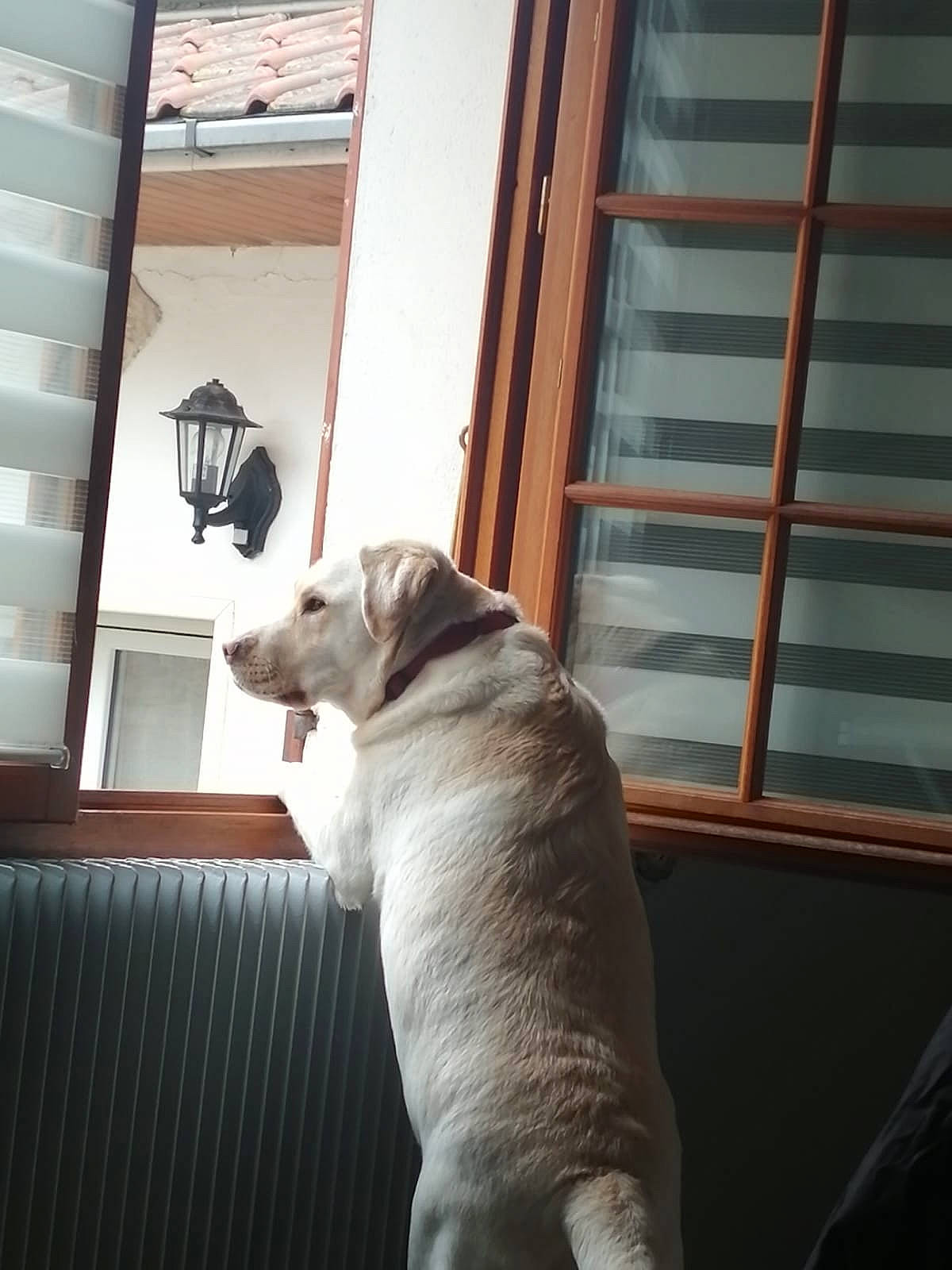 Pippa a rejoint le concours — aidez-le/la à gagner de superbes lots ! carnivore, collar, comfort, companion_dog, daylighting, dog, dog_breed, dog_collar, fawn, flooring, hardwood, pet_supply, room, tail, whiskers, window, window_blind, window_covering, wood, working_animal