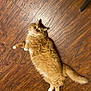cat, orange_cat, fluffy, pet, lying_down, wooden_floor, indoor, white_paws, curious, feline, animal, cute, relaxed, fur, whiskers, tail, domestic_cat, mammal, closeup, looking_up