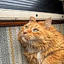 cat, orange_cat, fluffy_fur, green_eyes, whiskers, close_up, indoor, texture, fabric, metal, curious, pet, animal, mammal, portrait, soft_fur, feline, looking_up, relaxed, cute