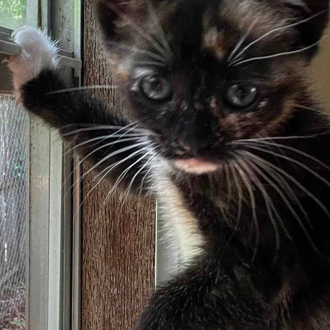Boo is registered to the contest to win money with this photo: animal, cat, climbing, closeup, curious, daylight, feline, fur, home, indoor, kitten, looking, nature, paw, pet, playful, tortoiseshell, whiskers, window, young