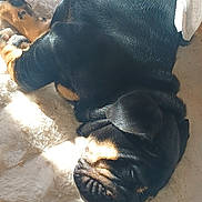 Boris participe au concours pour gagner de l'argent avec cette photo : dog, sleeping, black, tan, fur, sunlight, fluffy_rug, relaxed, pet, domestic_animal, canine, wrinkles, ears, cute, nap, indoors, animal, companion, resting, cozy