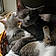 Nala And Peewee