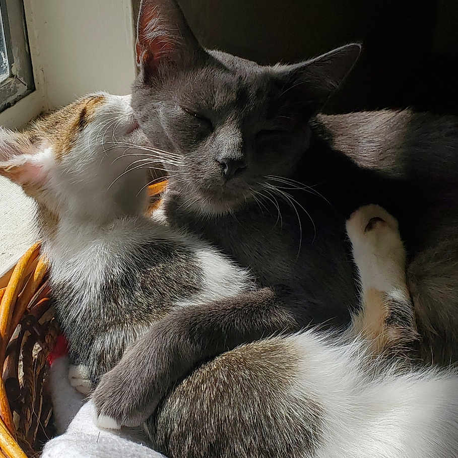 Nala And Peewee joined the competition — help win amazing prizes! affection, basket, cat, cats, closeup, companionship, cozy, domestic_animal, fur, indoor, napping, paw, pet, resting, sleeping, snuggling, sunlight, warm_light, whiskers, window