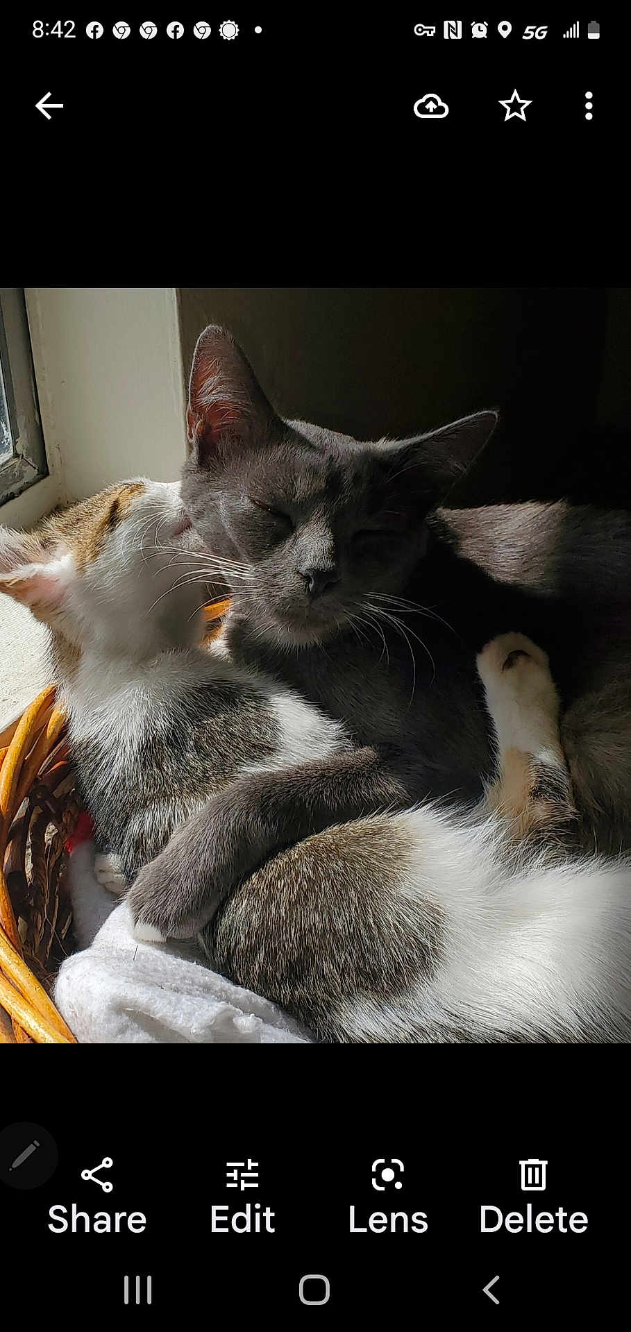 Nala And Peewee joined the competition — help win amazing prizes! affection, basket, cat, cats, closeup, companionship, cozy, domestic_animal, fur, indoor, napping, paw, pet, resting, sleeping, snuggling, sunlight, warm_light, whiskers, window