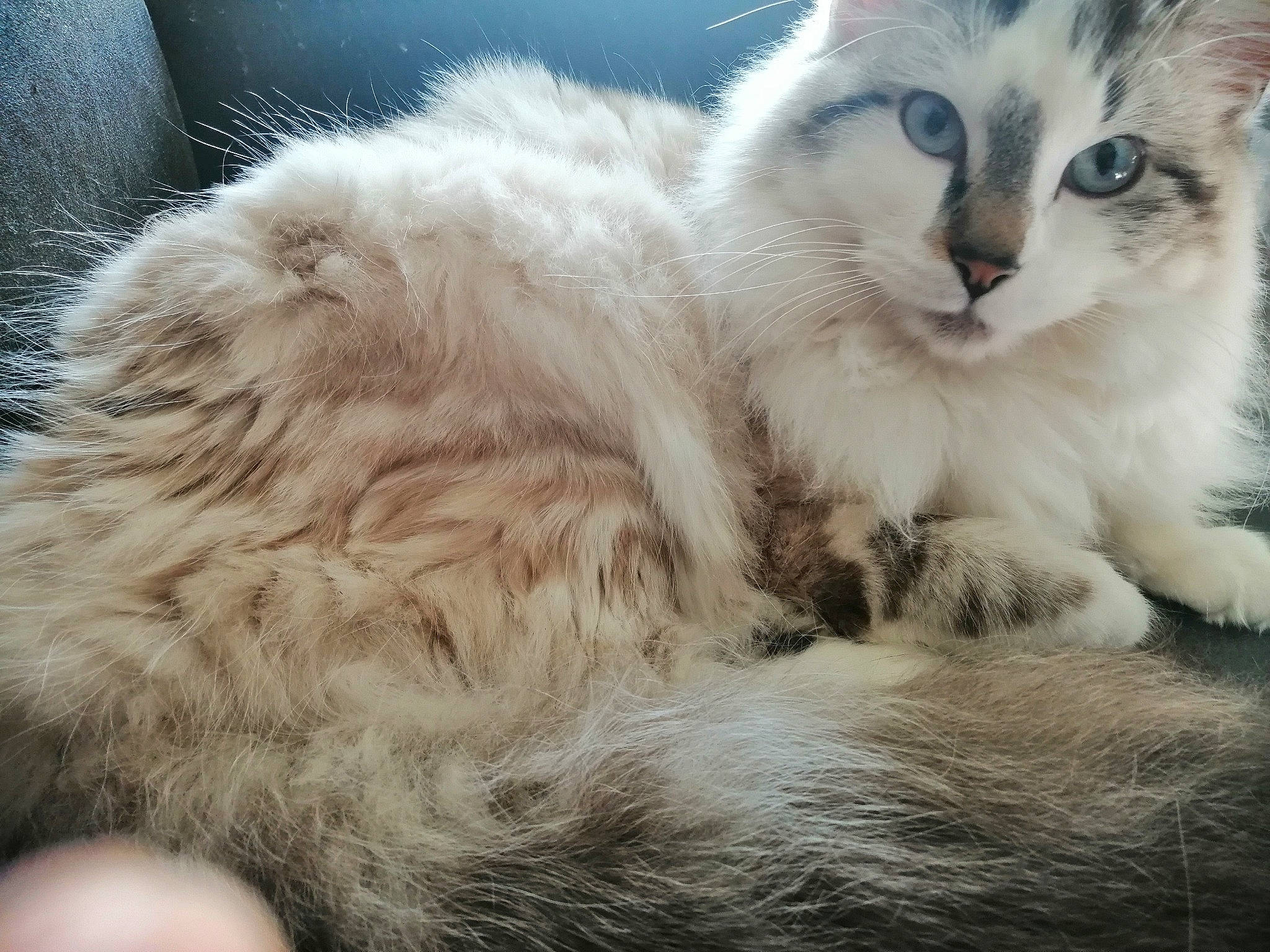 Elrond a rejoint le concours — aidez-le/la à gagner de superbes lots ! british_longhair, carnivore, cat, claw, comfort, domestic_short_haired_cat, felidae, fur, nap, paw, photo_caption, ragdoll, sleep, small_to_medium_sized_cats, snout, tail, terrestrial_animal, whiskers, window