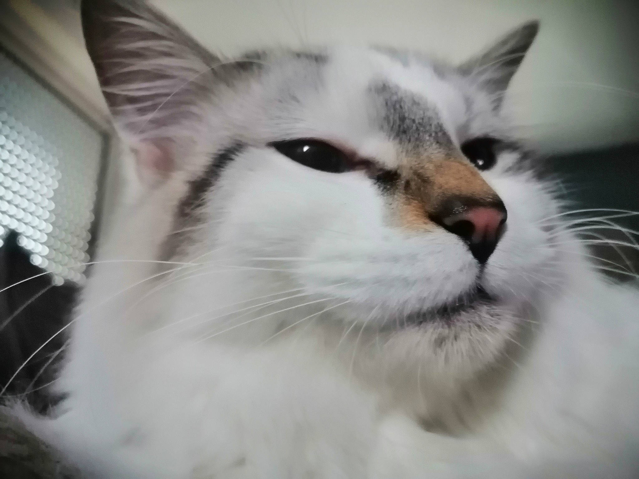 Elrond a rejoint le concours — aidez-le/la à gagner de superbes lots ! carnivore, cat, domestic_short_haired_cat, felidae, fur, monochrome, monochrome_photography, small_to_medium_sized_cats, snout, terrestrial_animal, whiskers, wildlife, window