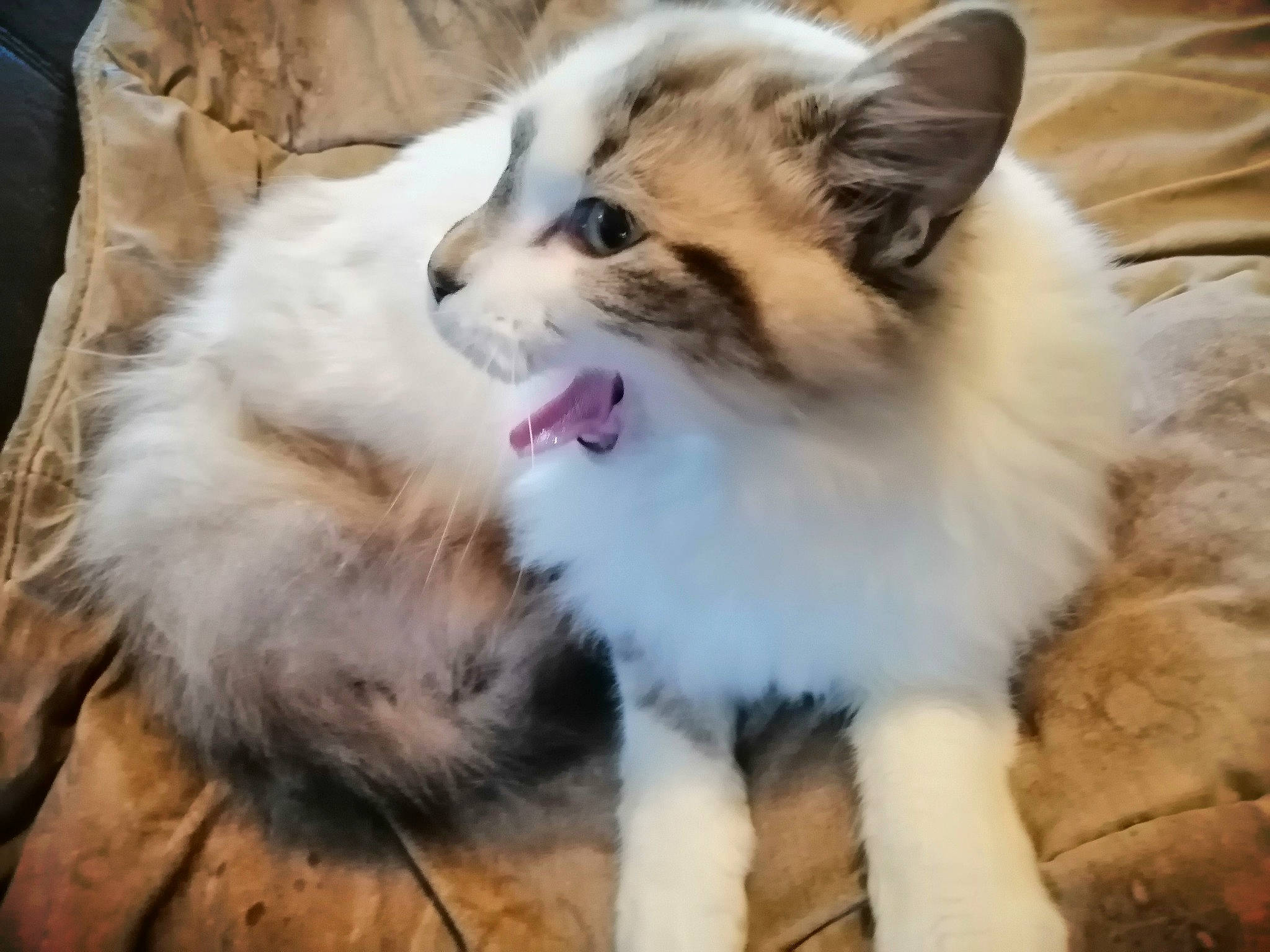 Elrond participe au concours pour gagner de l'argent avec cette photo : carnivore, cat, claw, companion_dog, eye, fang, fawn, felidae, foot, fur, grass, paw, photo_caption, small_to_medium_sized_cats, snout, tail, terrestrial_animal, whiskers