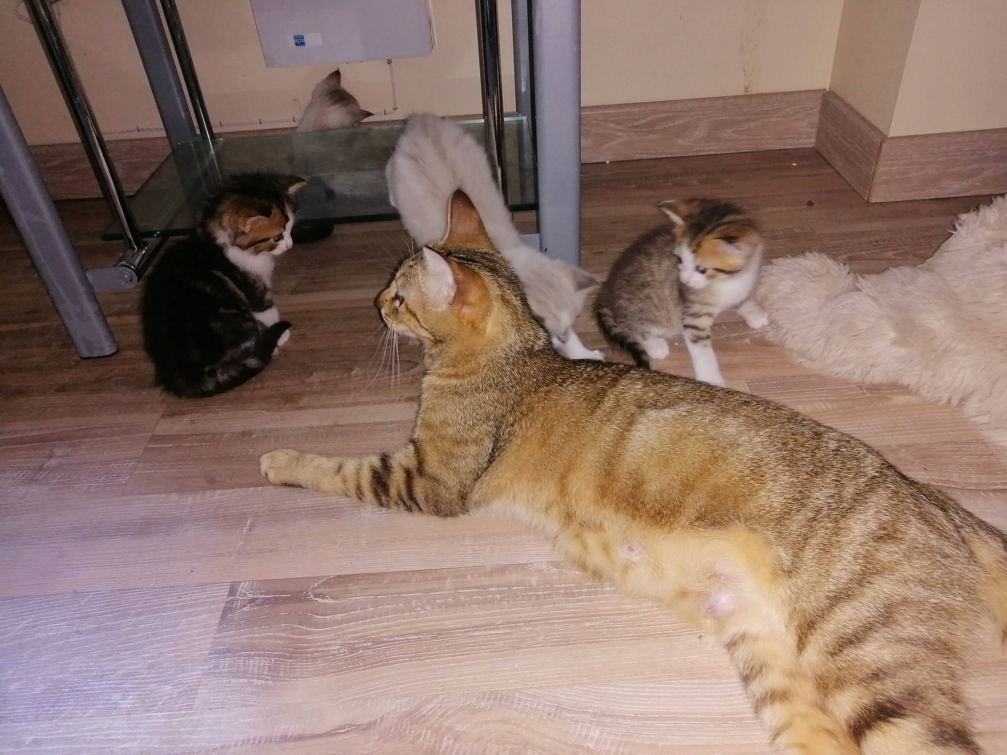 Arwen a rejoint le concours — aidez-le/la à gagner de superbes lots ! carnivore, cat, claw, comfort, domestic_short_haired_cat, fawn, felidae, flooring, fur, hardwood, nap, paw, room, small_to_medium_sized_cats, snout, tail, terrestrial_animal, whiskers, wildlife, wood