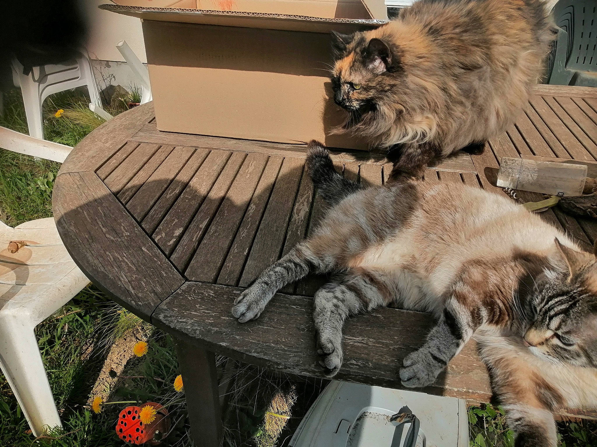 Calinette a rejoint le concours — aidez-le/la à gagner de superbes lots ! carnivore, cat, chair, comfort, fawn, felidae, fur, grass, hardwood, natural_material, outdoor_furniture, outdoor_table, plant, small_to_medium_sized_cats, snout, table, tail, terrestrial_animal, whiskers, wood