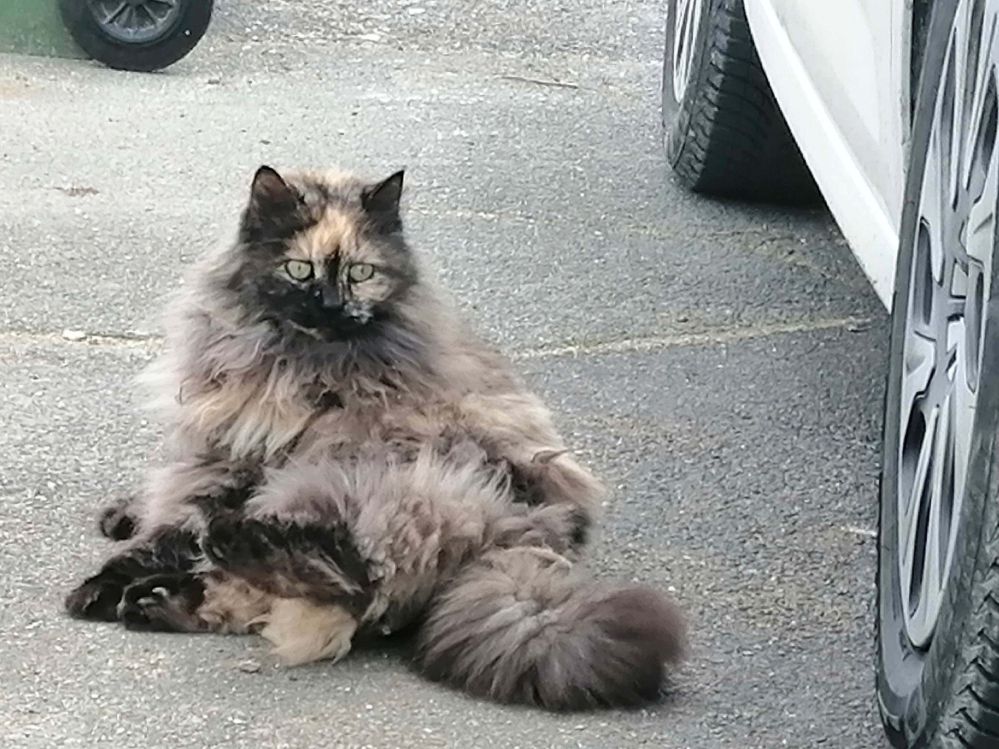 Calinette participe au concours pour gagner de l'argent avec cette photo : asphalt, automotive_tire, black, carnivore, cat, dog_breed, felidae, fender, grey, light, motor_vehicle, road_surface, small_to_medium_sized_cats, snout, tire, tread, vehicle, wheel, whiskers, white