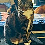 animal, bed, black_surface, blurred_background, cat, cozy, domestic_animal, feline, furniture, household, indoor, looking_away, mammal, pet, resting, sitting, striped_fur, tabby_cat, whiskers, white_paws