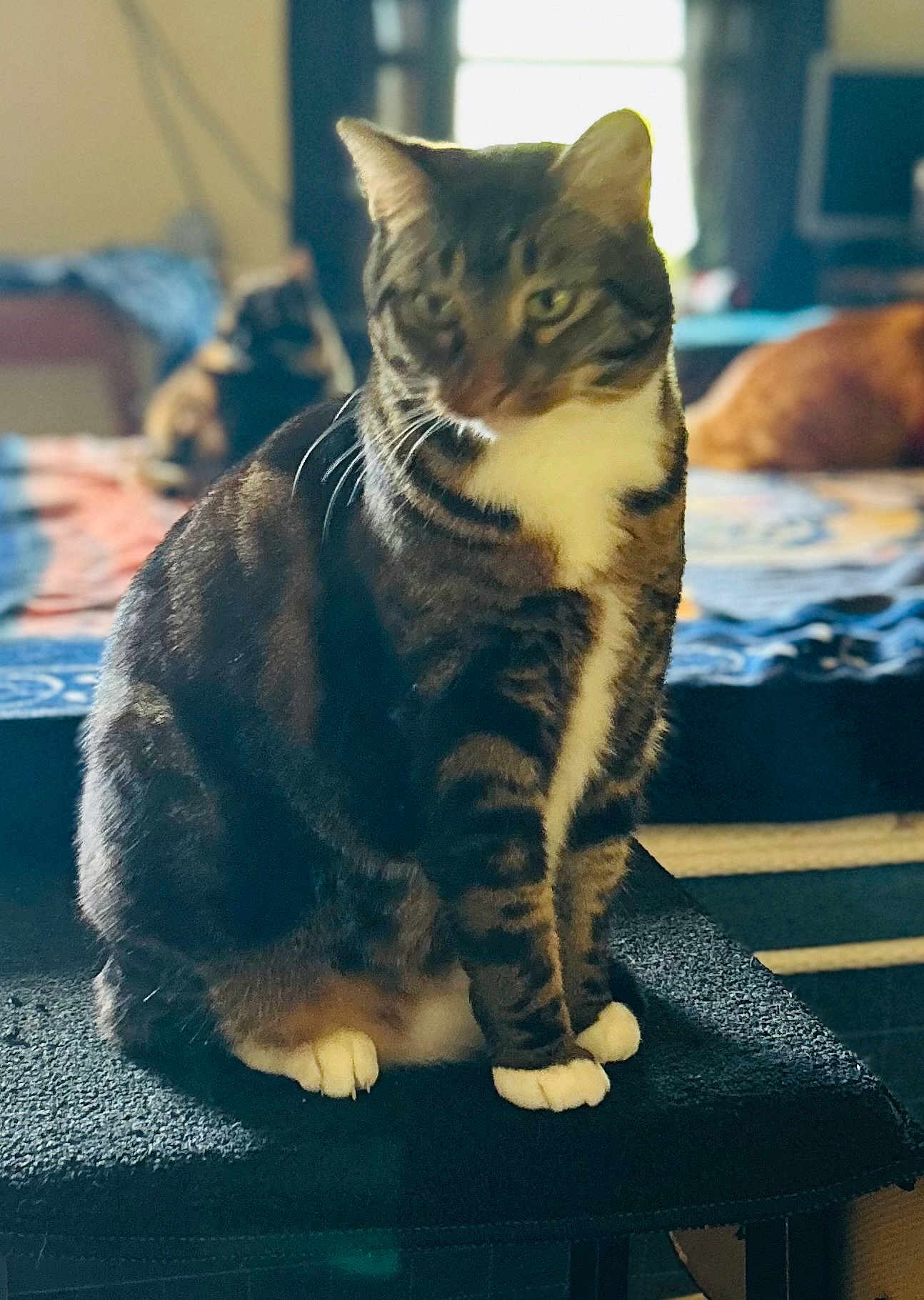 Gus Gus