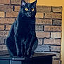 animal, black_cat, brick_wall, cat, cozy, curious, domestic_cat, feline, fur, household, indoor, looking_away, mammal, pet, portrait, quiet, resting, sitting, stove, yellow_eyes