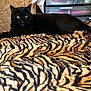 animal, black_cat, blanket, cat, cozy, cute, domestic_animal, feline, fur, home, indoor, lying_down, mammal, pet, relaxed, resting, storage_drawers, tiger_stripe_blanket, wood_panel, yellow_eyes