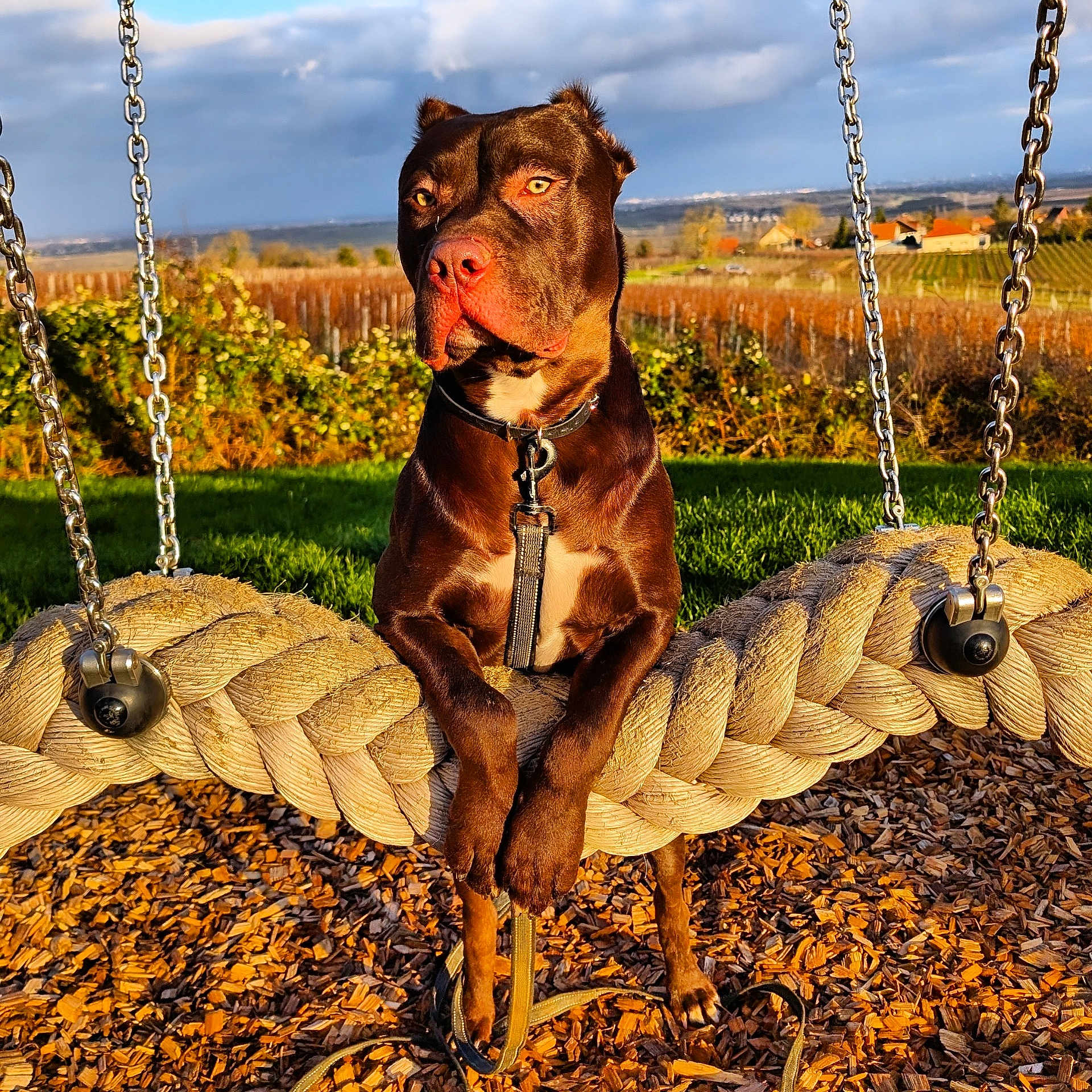 Athos a rejoint le concours — aidez-le/la à gagner de superbes lots ! dog, brown_dog, rope_swing, outdoor, park, grass, trees, sky, cloudy_sky, leash, collar, sunlight, wood_chips, pets, animal, nature, playground, resting, summer, daytime