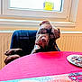 Athos participe au concours pour gagner de l'argent avec cette photo : dog, chair, table, puzzle, puzzle_pieces, plate, window, radiator, indoor, red_tablecloth, curious, brown_dog, seated, looking, head_tilt, bright, daylight, home, pet, animal