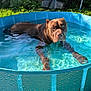 Athos a rejoint le concours — aidez-le/la à gagner de superbes lots ! dog, brown_dog, pool, water, outdoor, backyard, grass, sunlight, blue_pool, pet, animal, summer, relaxing, water_droplets, garden, fence, plastic_pool, canine, daylight, nature