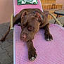 dog, brown_dog, sleeping, lounge_chair, pink_chair, pillow, leaf_pattern, outdoor, patio, tiles, steps, statue, relaxing, sunlight, collar, paw, resting, quiet, daytime, home