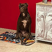 Athos a rejoint le concours — aidez-le/la à gagner de superbes lots ! dog, brown_dog, indoor, mat, floor, cabinet, red_wall, white_chest_patch, pet, animal, sitting, tile_floor, furniture, decor, home, companion, portrait, calm, looking_away, resting