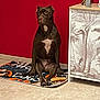 dog, brown_dog, indoor, mat, floor, cabinet, red_wall, white_chest_patch, pet, animal, sitting, tile_floor, furniture, decor, home, companion, portrait, calm, looking_away, resting