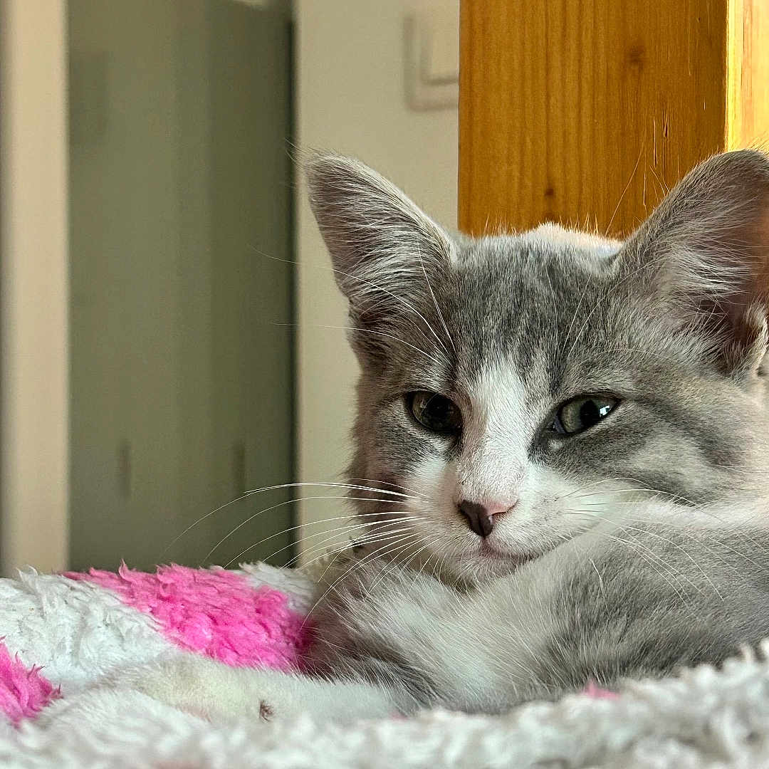 Miloo participe au concours pour gagner de l'argent avec cette photo : cat, gray_cat, white_cat, pet, fluffy_blanket, pink_blanket, white_blanket, indoor, door, wooden_post, relaxed, sleepy, feline, household, cozy, fur, whiskers, closeup, resting, animal