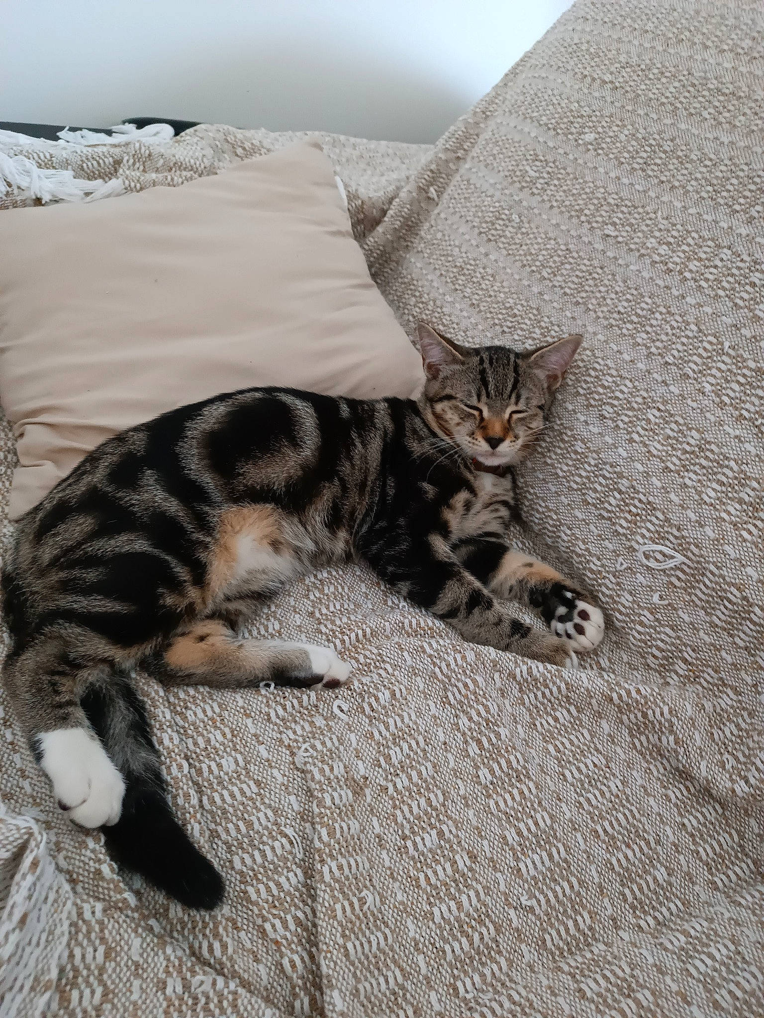 Texas participe au concours pour gagner de l'argent avec cette photo : bed, carnivore, cat, comfort, domestic_short_haired_cat, felidae, flooring, fur, grey, linens, nap, paw, small_to_medium_sized_cats, tail, terrestrial_animal, whiskers