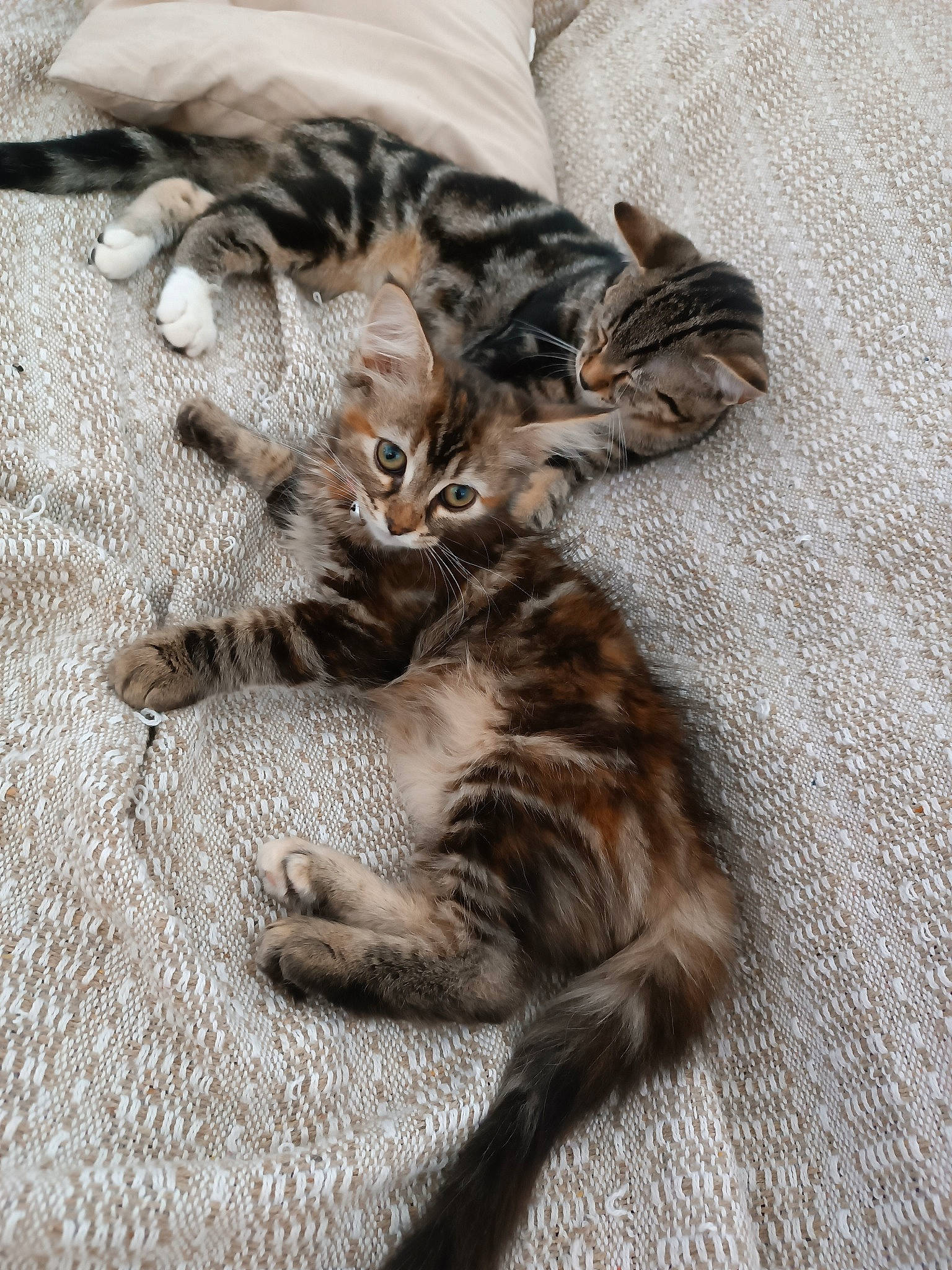 Texas participe au concours pour gagner de l'argent avec cette photo : brown, carnivore, cat, claw, comfort, domestic_short_haired_cat, felidae, fur, grey, paw, small_to_medium_sized_cats, tail, terrestrial_animal, whiskers