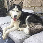 Sky a rejoint le concours — aidez-le/la à gagner de superbes lots ! alaskan_klee_kai, alaskan_malamute, canadian_eskimo_dog, canidae, carnivore, dog, dog_breed, east_siberian_laika, greenland_dog, labrador_husky, mammal, miniature_siberian_husky, native_american_indian_dog, northern_inuit_dog, sakhalin_husky, seppala_siberian_sleddog, siberian_husky, sled_dog, vertebrate, wolfdog