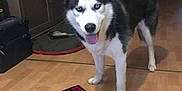 Sky participe au concours pour gagner de l'argent avec cette photo : alaskan_klee_kai, alaskan_malamute, canadian_eskimo_dog, canidae, carnivore, dog, dog_breed, east_siberian_laika, jamthund, lapponian_herder, mammal, miniature_siberian_husky, northern_inuit_dog, sakhalin_husky, seppala_siberian_sleddog, siberian_husky, sled_dog, tamaskan_dog, vertebrate, wolfdog
