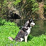 Sky a rejoint le concours — aidez-le/la à gagner de superbes lots ! canidae, carnivore, dog, dog_breed, east_european_shepherd, east_siberian_laika, grass, jamthund, laika, lapponian_herder, mammal, native_american_indian_dog, plant, siberian_husky, sporting_group, tail, tree, vertebrate, west_siberian_laika, wolfdog