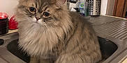 Marvey participe au concours pour gagner de l'argent avec cette photo : asian_semi_longhair, british_longhair, british_semi_longhair, carnivore, cat, cymric, domestic_long_haired_cat, domestic_short_haired_cat, felidae, kitten, maine_coon, mammal, napoleon_cat, norwegian_forest_cat, persian, ragamuffin, siberian, small_to_medium_sized_cats, vertebrate, whiskers