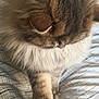 Marvey a rejoint le concours — aidez-le/la à gagner de superbes lots ! asian_semi_longhair, british_longhair, british_semi_longhair, carnivore, cat, domestic_long_haired_cat, fawn, felidae, fur, mammal, norwegian_forest_cat, persian, small_to_medium_sized_cats, snout, whiskers