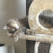 Marvey participe au concours pour gagner de l'argent avec cette photo : asian, british_longhair, british_shorthair, carnivore, cat, cat_bed, cat_furniture, cat_supply, domestic_short_haired_cat, european_shorthair, felidae, kitten, norwegian_forest_cat, russian_blue, small_to_medium_sized_cats, tail, whiskers