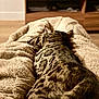 Hermès a rejoint le concours — aidez-le/la à gagner de superbes lots ! cat, tabby, sleeping, blanket, cozy, indoor, furniture, wooden_cabinet, soft_texture, relaxing, animal, pet, fur, resting, home, warm, comfort, blurred_background, brown, patterned
