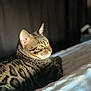 Hermès participe au concours pour gagner de l'argent avec cette photo : cat, tabby, animal, pet, feline, striped, whiskers, ear, eye, fur, bed, blanket, resting, sunlight, shadow, indoor, cozy, portrait, soft, relaxing