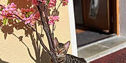 Hermès a rejoint le concours — aidez-le/la à gagner de superbes lots ! cat, animal, pet, spotted_cat, tree, artificial_tree, pink_flowers, flower_pot, shadow, sunlight, doorway, welcome_mat, green_carpet, outdoor, curious, striped, spot_pattern, small_tree, brown_cat, domestic_cat
