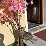 cat, animal, pet, spotted_cat, tree, artificial_tree, pink_flowers, flower_pot, shadow, sunlight, doorway, welcome_mat, green_carpet, outdoor, curious, striped, spot_pattern, small_tree, brown_cat, domestic_cat