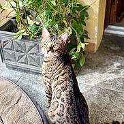 Hermès a rejoint le concours — aidez-le/la à gagner de superbes lots ! cat, bengal_cat, pet_bed, plant, pot, indoor, tiled_floor, sunlight, green_leaves, feline, animal, striped, curious, sitting, domestic, whiskers, tail, cozy, decor, relaxed