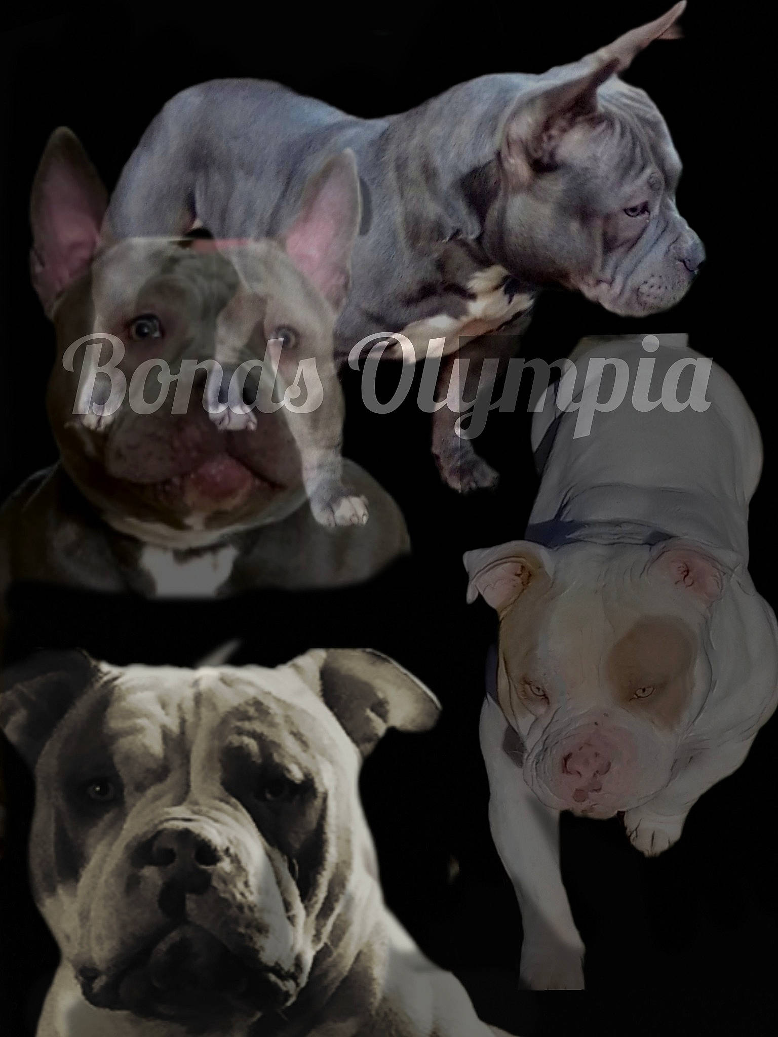 Zeus is registered to the contest to win money with this photo: art, bulldog, carnivore, companion_dog, dishware, dog, dog_breed, dog_collar, fawn, font, jaw, mammal, photograph, pink, snout, terrestrial_animal, vertebrate, white, white_english_bulldog, wrinkle