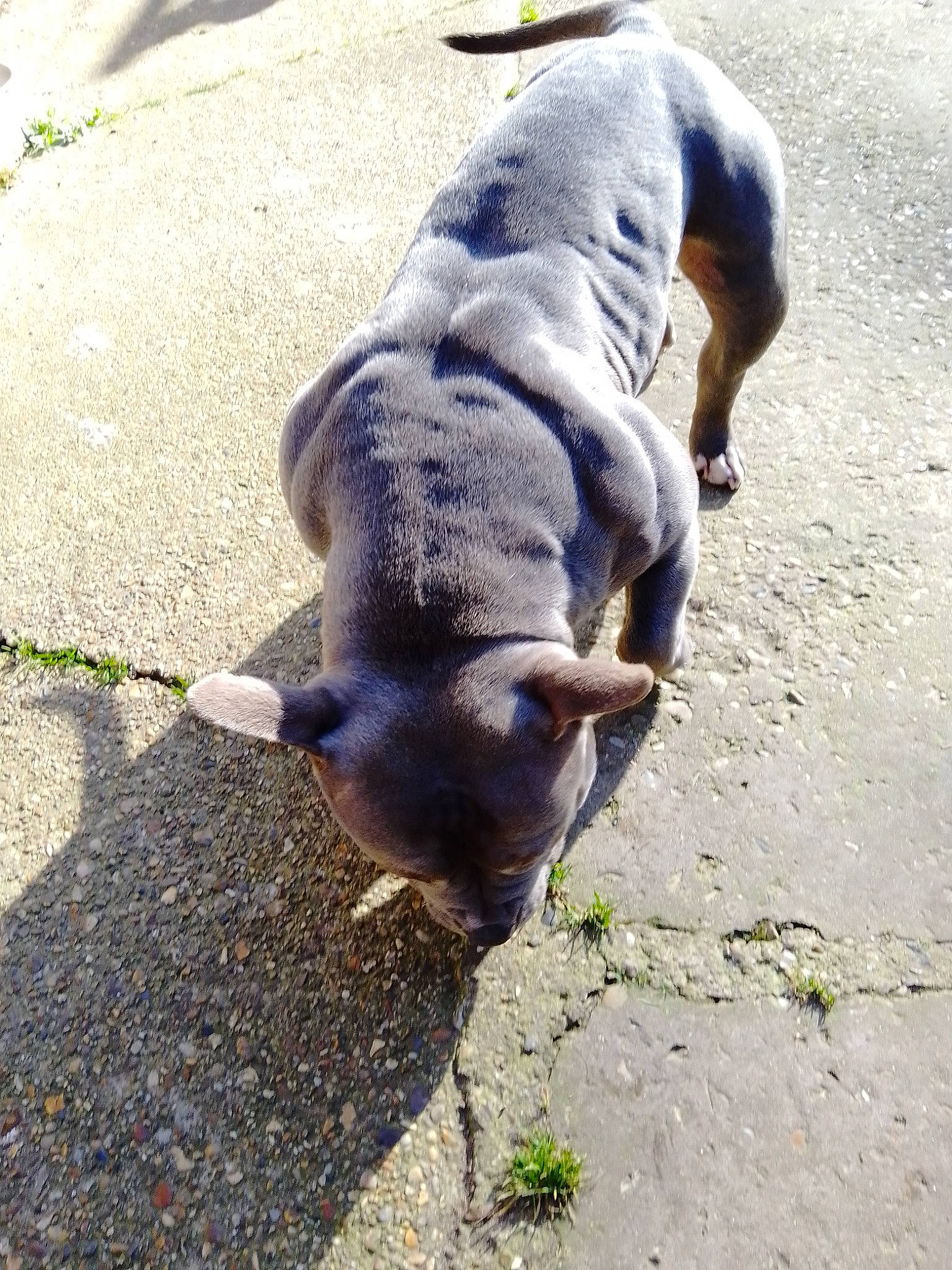 Memphis is registered to the contest to win money with this photo: asphalt, canidae, carnivore, collar, companion_dog, dog, dog_breed, fawn, grey, leash, paw, pet_supply, road_surface, shadow, sidewalk, snout, sporting_group, tail, terrestrial_animal, working_animal