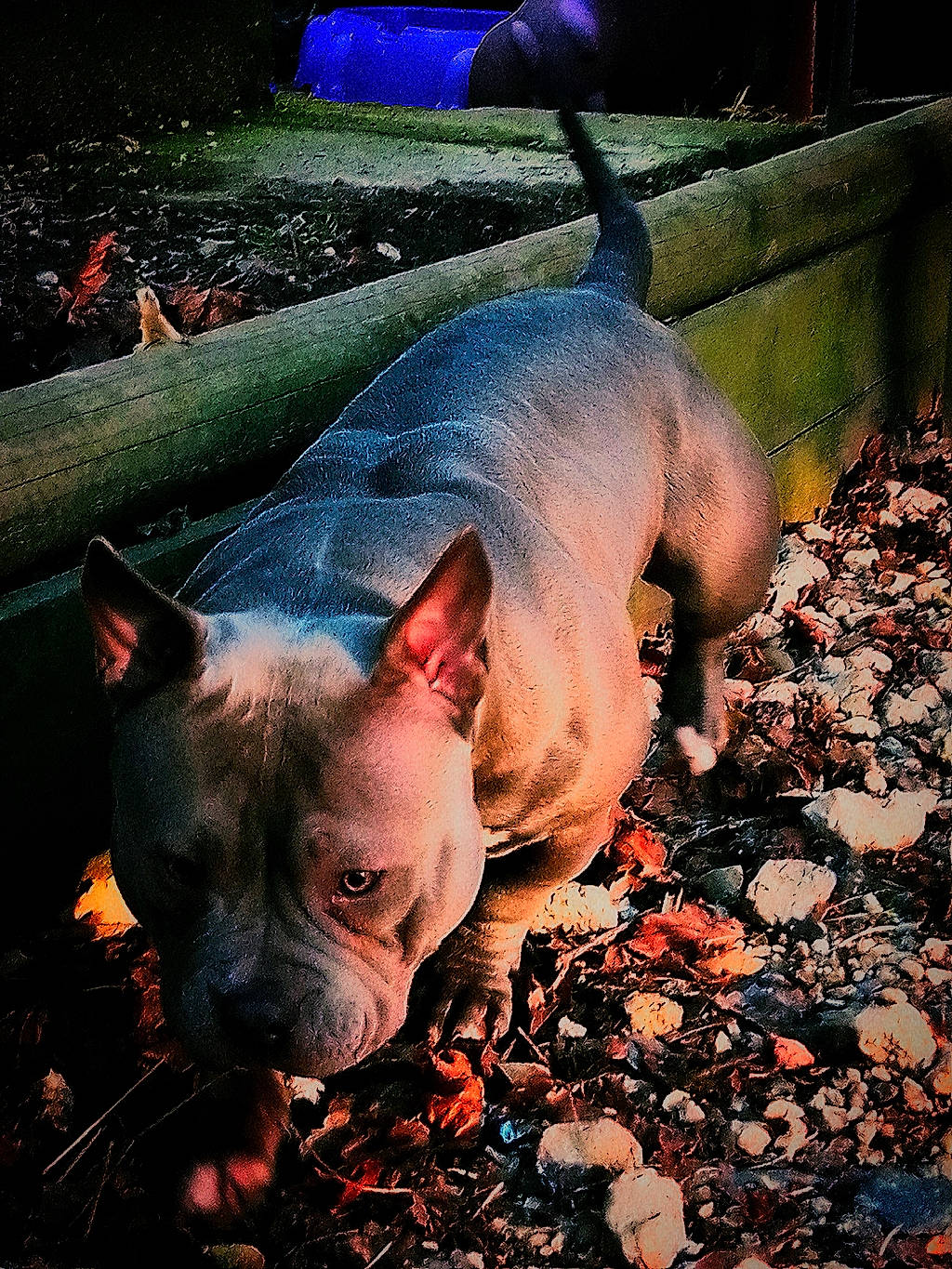 Memphis is registered to the contest to win money with this photo: canidae, carnivore, companion_dog, dog, dog_breed, fawn, flesh, grass, light, mammal, nature, non_sporting_group, sky, snout, soil, sporting_group, suidae, terrestrial_animal, vertebrate, wildlife