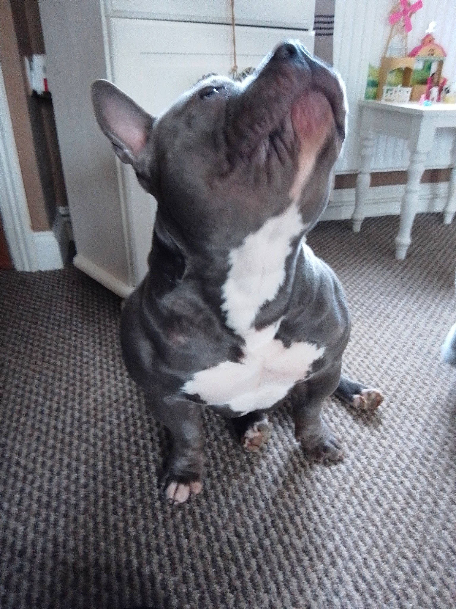 Memphis joined the competition — help win amazing prizes! boston_terrier, canidae, carnivore, collar, companion_dog, dog, dog_breed, dog_collar, ear, eye, fawn, flooring, houseplant, liver, pet_supply, plant, snout, tail, whiskers, working_animal