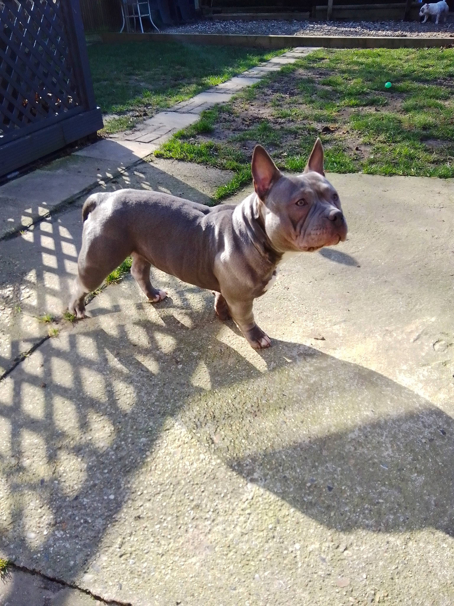 Memphis is registered to the contest to win money with this photo: asphalt, canidae, carnivore, collar, companion_dog, dog, dog_breed, dog_collar, dog_supply, fawn, leash, liver, pet_supply, plant, road_surface, snout, sporting_group, tail, toy_dog, working_animal