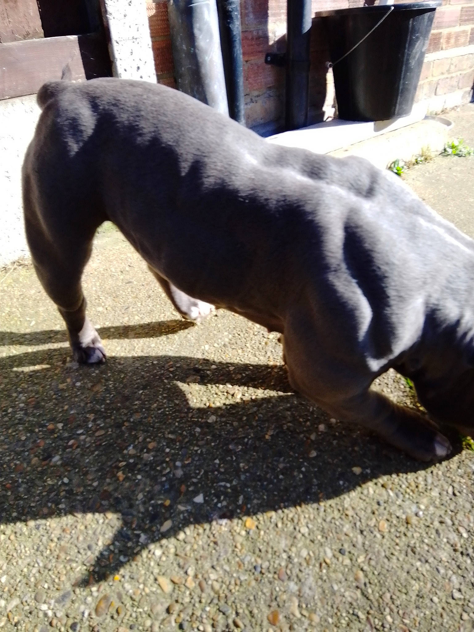 Memphis joined the competition — help win amazing prizes! asphalt, canidae, carnivore, companion_dog, dog, dog_breed, fawn, foot, fur, grass, human_leg, plant, road_surface, snout, soil, sporting_group, tail, terrestrial_animal, whiskers, wood