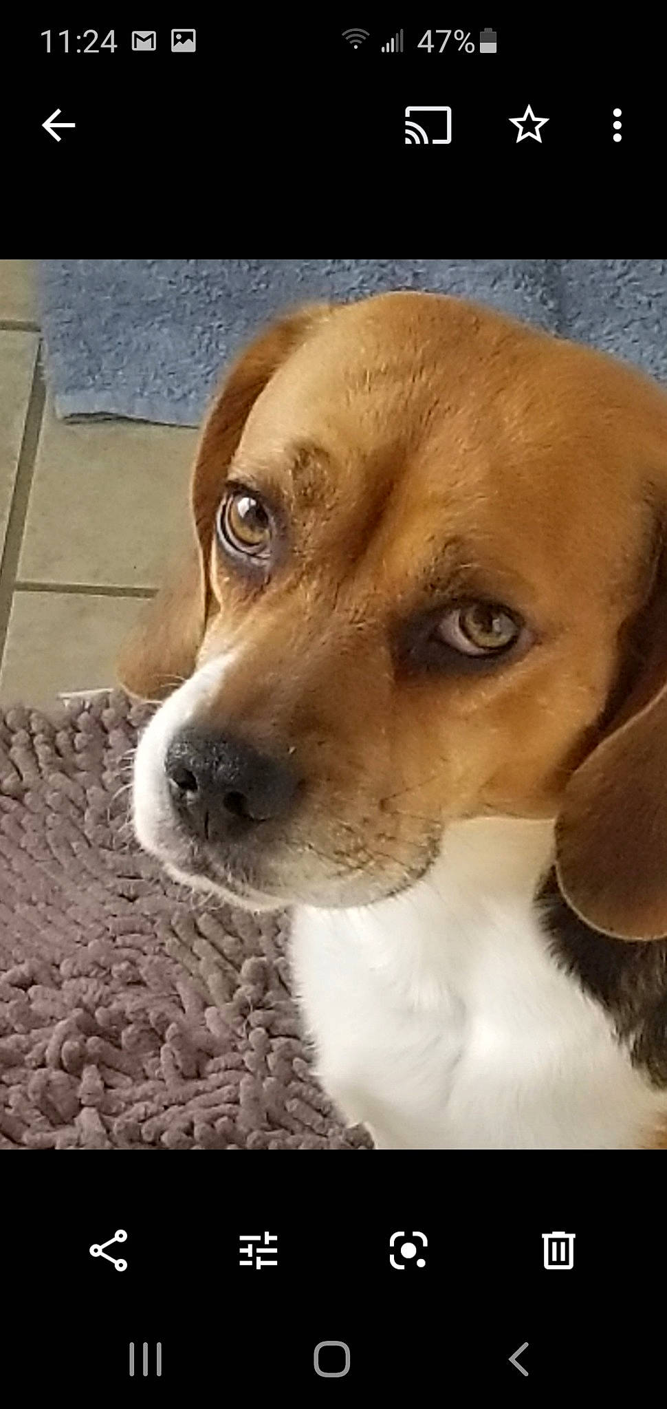 Joey Alan Platts is registered to the contest to win money with this photo: ancient_dog_breeds, art, beagle, canidae, carnivore, companion_dog, dog, dog_breed, fawn, fur, hound, hunting_dog, puppy, puppy_love, scent_hound, sporting_group, terrestrial_animal, whiskers, working_animal