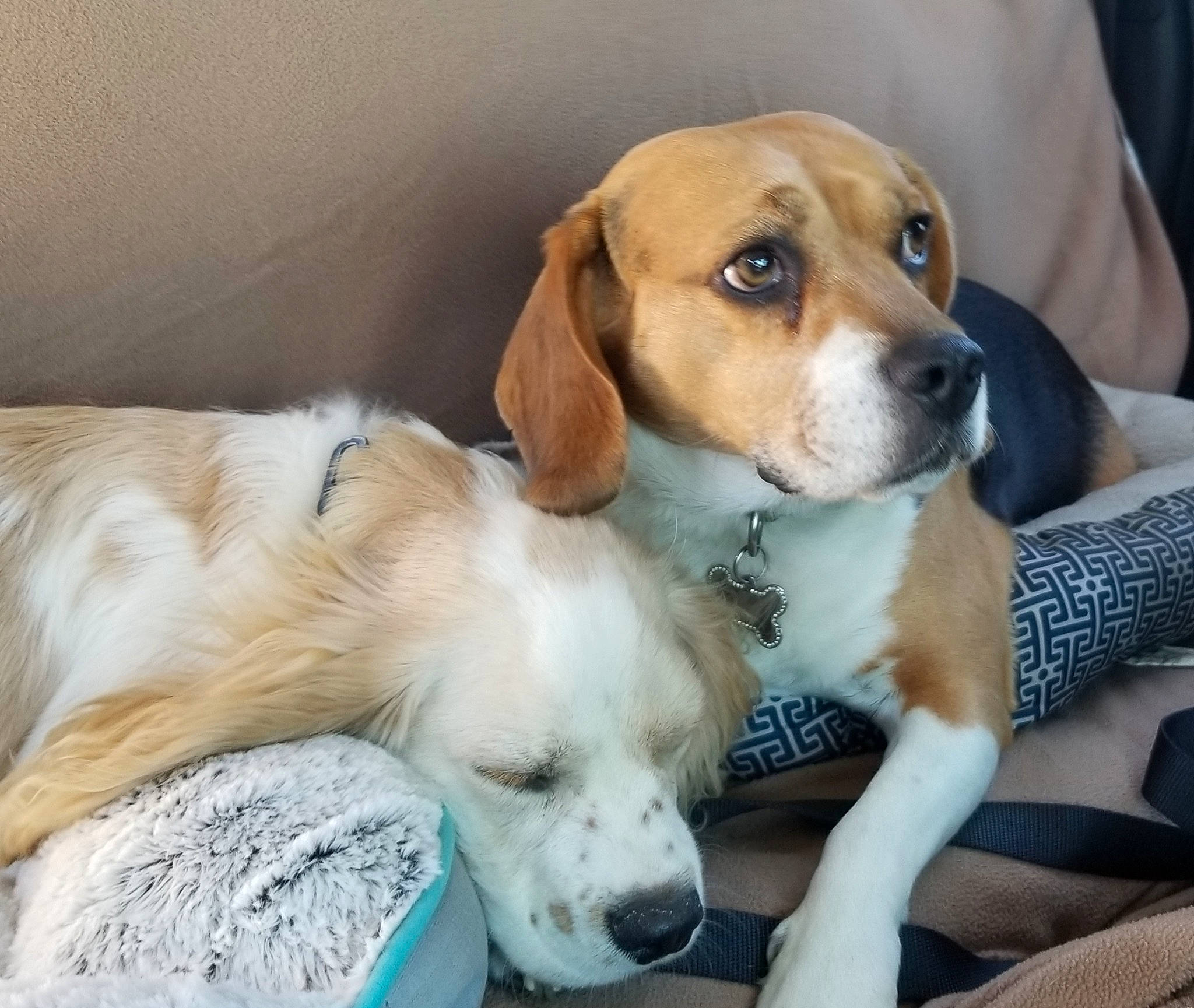 Joey Alan Platts joined the competition — help win amazing prizes! canidae, carnivore, collar, comfort, companion_dog, dog, dog_breed, dog_collar, dog_supply, fawn, fur, hound, paw, pet_supply, puppy, scent_hound, snout, sporting_group, terrestrial_animal, working_animal