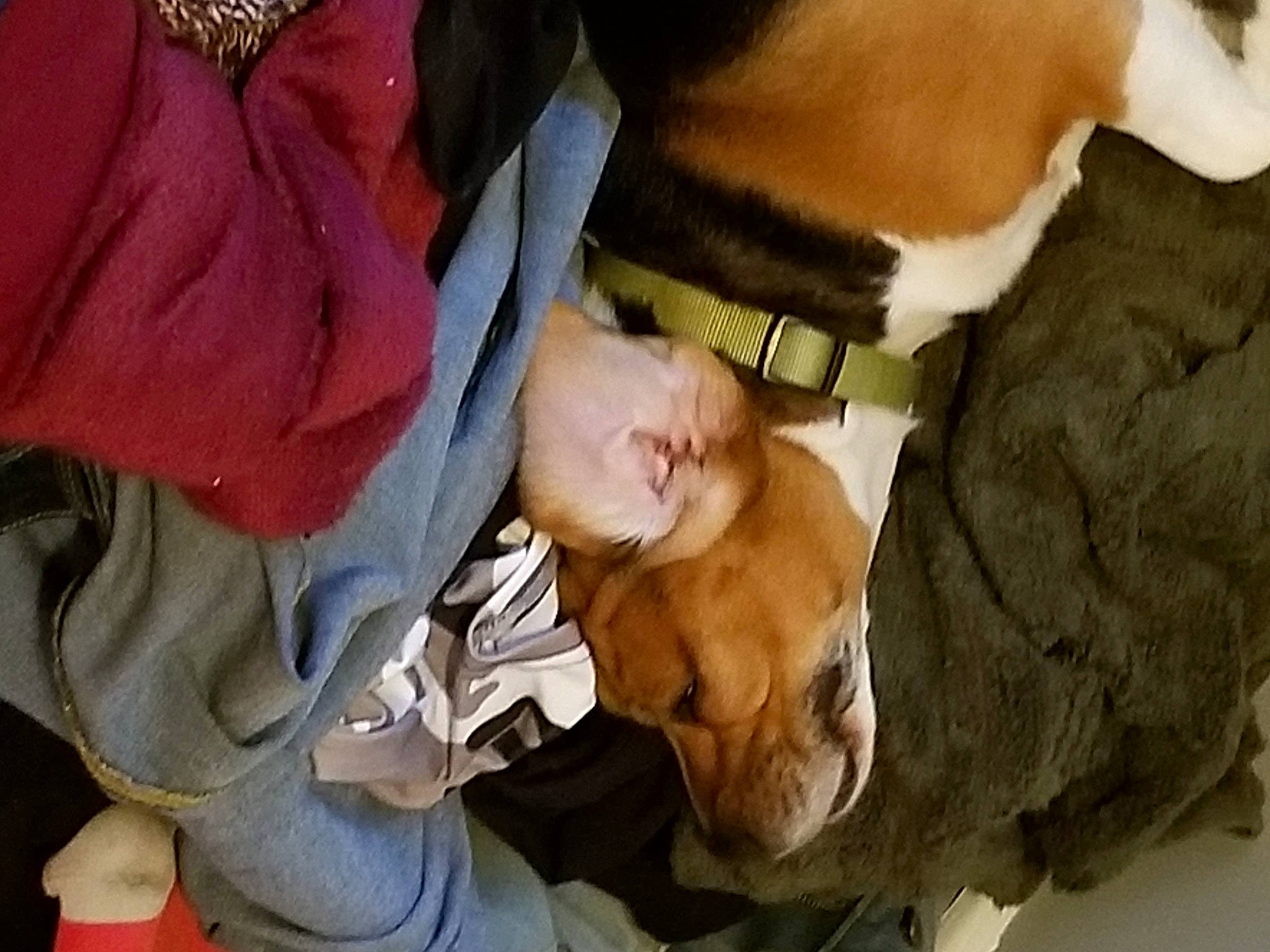 Joey Alan Platts is registered to the contest to win money with this photo: baby, baby_products, child, comfort, companion_dog, fun, fur, lap, nap, sitting, sleep, sporting_group, toddler, toy